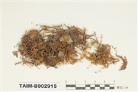 藏品(灰苔科)的圖片